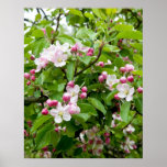 Pink apple blossom posters