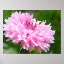 Pink Bachelor Button Poster