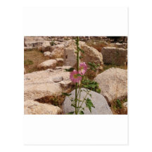 Pink Bindweed Postcards