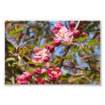 Pink Blossoms Photographic Print