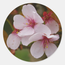 Pink Blossoms Sticker