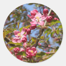 Pink Blossoms Sticker