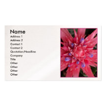 Pink Bromeliad Business Card Templates