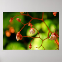 pink buds flowers atlanta georgia posters