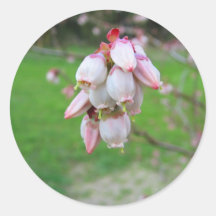 Pink Buds Sticker