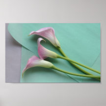pink calla lilies poster
