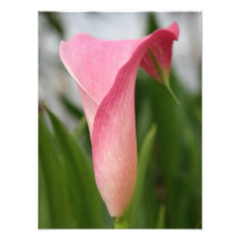 Pink Calla lily Art Photo