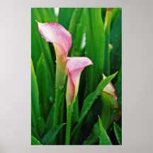 Pink calla lily  flowers posters