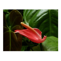 Pink Calla Lily Postcard