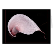 PINK CALLA NOTECARD/BLANK