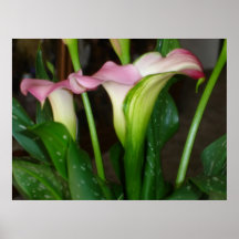 Pink Calla Poster