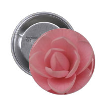 Pink Camellia