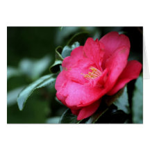 Pink Camellia Card