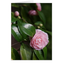 Pink Camellia Card