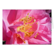 Pink Camellia Cards