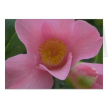Pink Camellia Cards