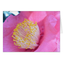 Pink Camellia Notecard