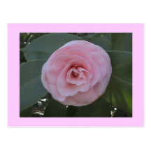 Pink Camellia Postcard