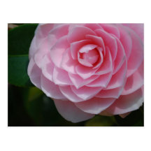 Pink Camellia Postcard