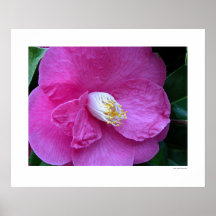 Pink Camellia Posters