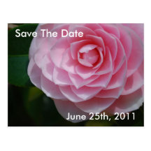 Pink Camellia Save The Date Postcard
