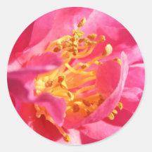Pink Camellia Stickers