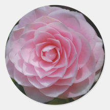 Pink Camellia Stickers