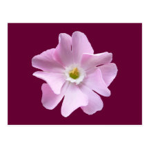 Pink Campion ~ postcard