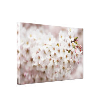 Pink Cherry Blossom Canvas Prints