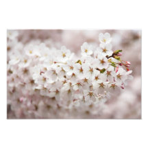 Pink Cherry Blossom Photo Art