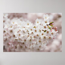 Pink Cherry Blossom Posters