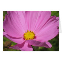 Pink Cosmo Card