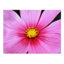 Pink Cosmo - Postcard