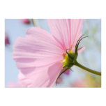 Pink Cosmos • Card / Invitation