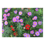 Pink Cosmos flowers Personalized Announcement