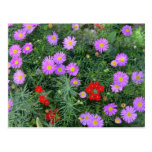Pink Cosmos flowers Post Cards
