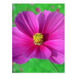 Pink Cosmos flowers Postcard