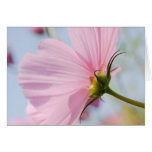 Pink Cosmos • Greeting Card