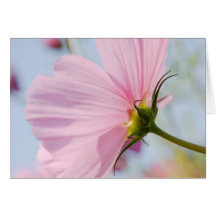 Pink Cosmos • Greeting Card