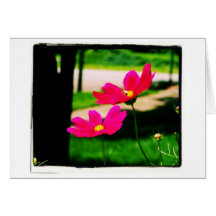 Pink Cosmos Greeting Cards