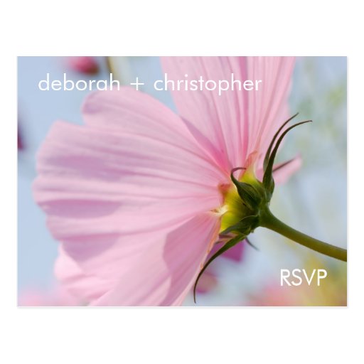 Pink Cosmos • RSVP Postcard