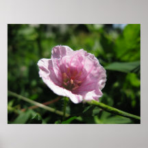 Pink Cranes-bill (Geranium) Print