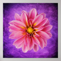 Pink Dahlia Flower on Purple Watercolor Background Poster
