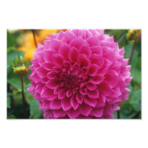 Pink dahlia flower photo art