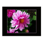 Pink Dahlia Postcard