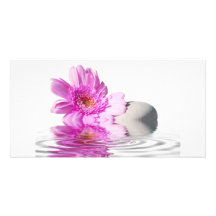 Pink daisie photo greeting card