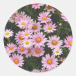 Pink Daisies with Yellow Centres Round Stickers