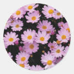 Pink Daisies with Yellow Centres Sticker