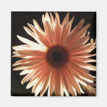 Pink Daisy Magnet