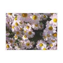 Pink Daisys Canvas Prints